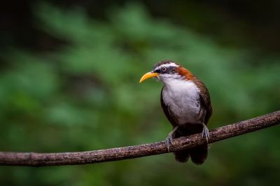 Himalajasäbler / White-browed Scimitar-babbler